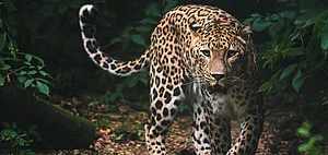 This centre will help in reducing the human animal conflict