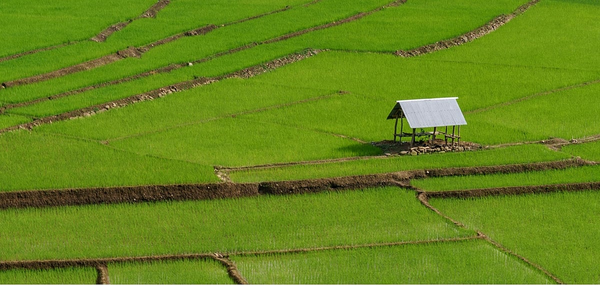 A rice field in Manipur
