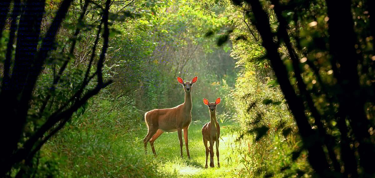 The Forest Department Introduced Time Ticket for Traveler