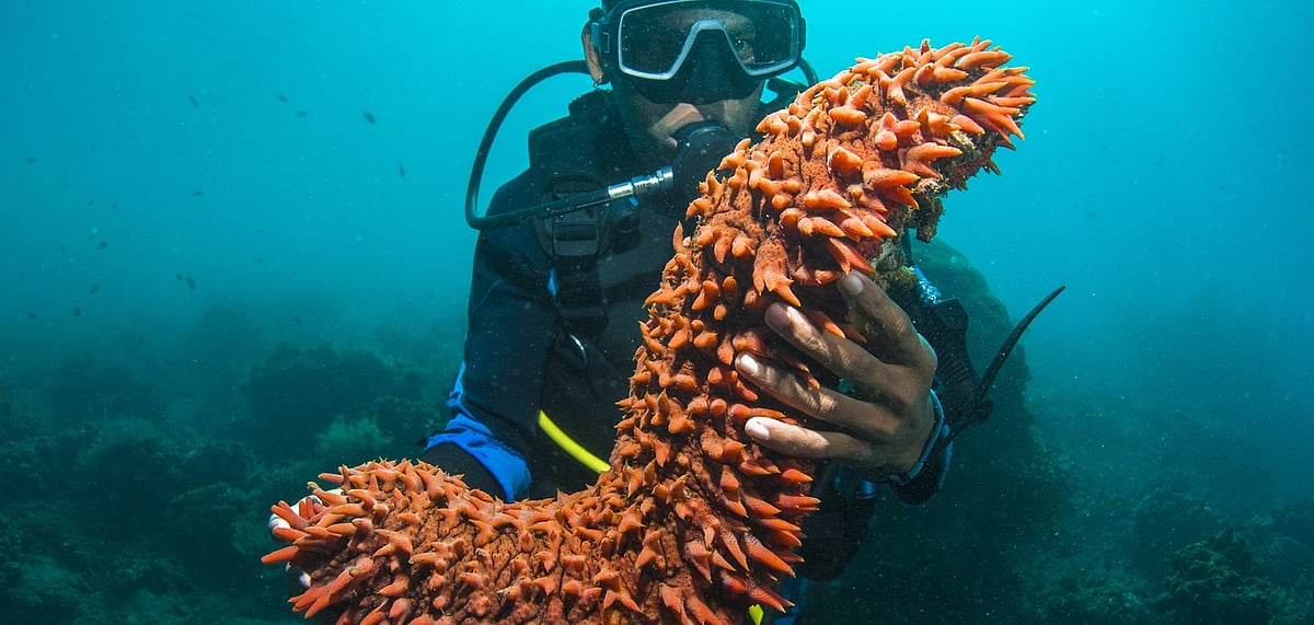 There are around 1,450 species of sea cucumbers found in marine systems worldwide