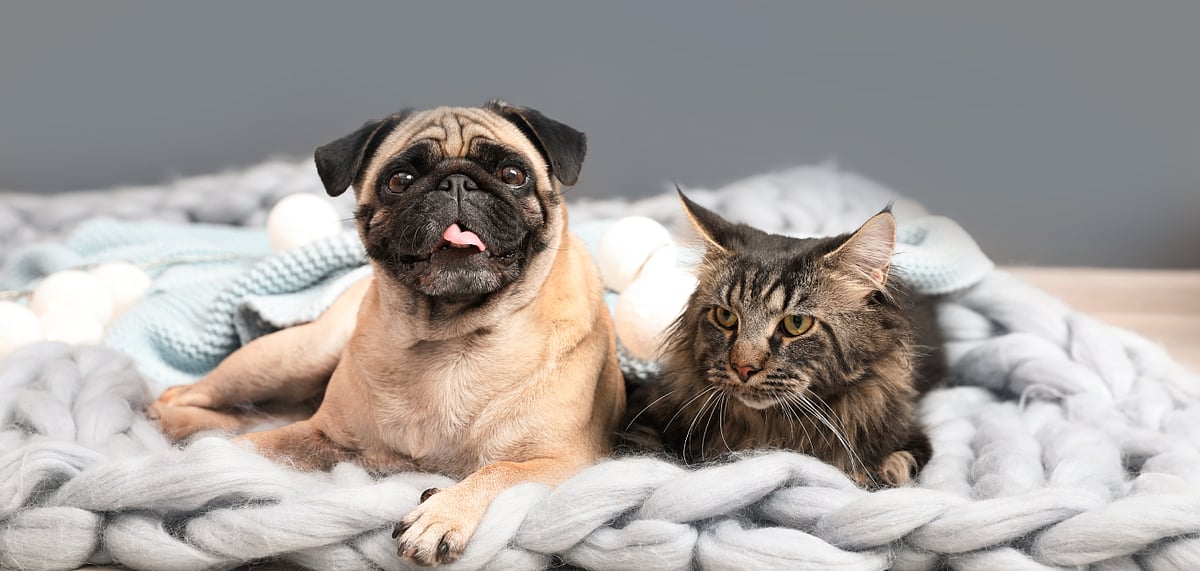 Pack your suitcase with these items for a comfortable trip with your pet