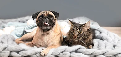 Pack your suitcase with these items for a comfortable trip with your pet