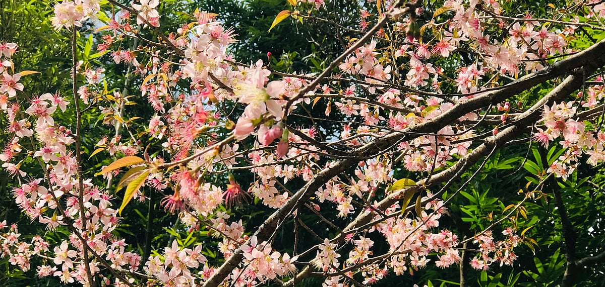 The flowers are native to the Himalayas Shillong is one of the best places to see them 