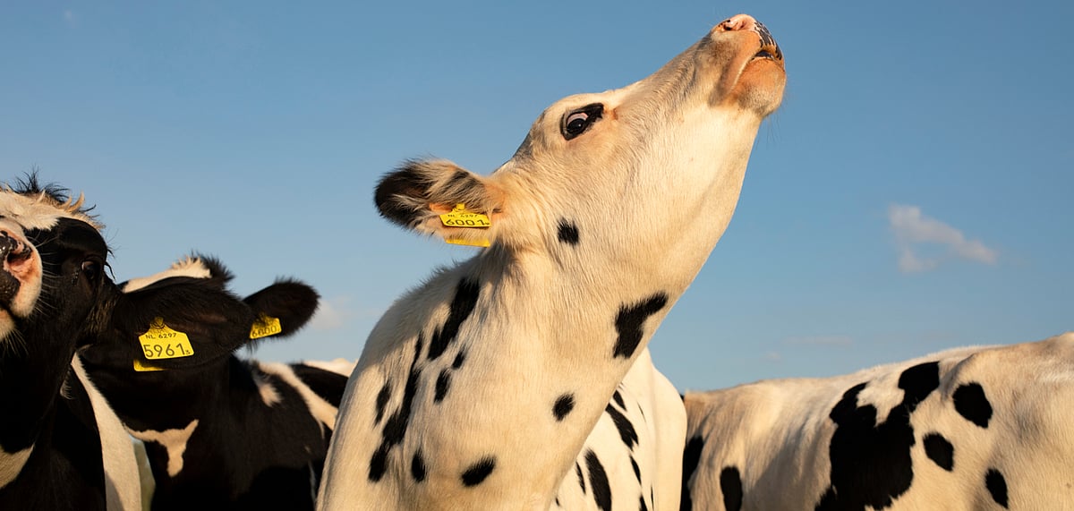 Smells and sounds of the French countryside are sensory heritage now