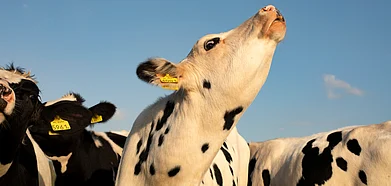 Smells and sounds of the French countryside are sensory heritage now