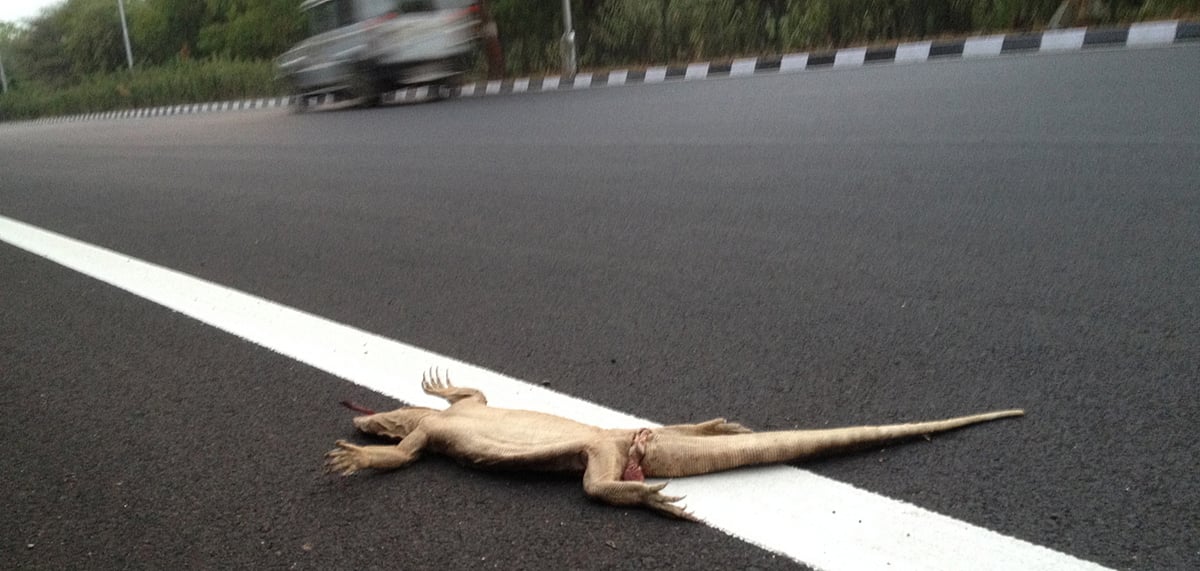 Representative image. Monitor lizard road kill