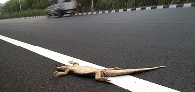 Representative image. Monitor lizard road kill