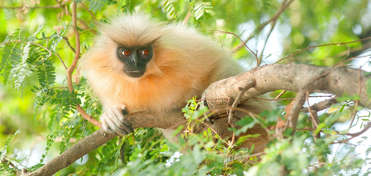 Assams Raimona National Park is home to the endangered Golden Langur - null