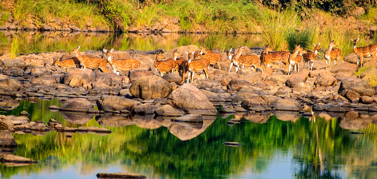 Inside Panna National Park, Madhya Pradesh