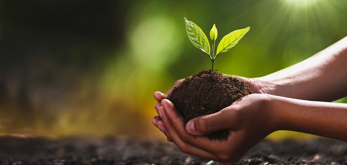 Gurudwaras are encouraging tree planting to contribute to a more green world
