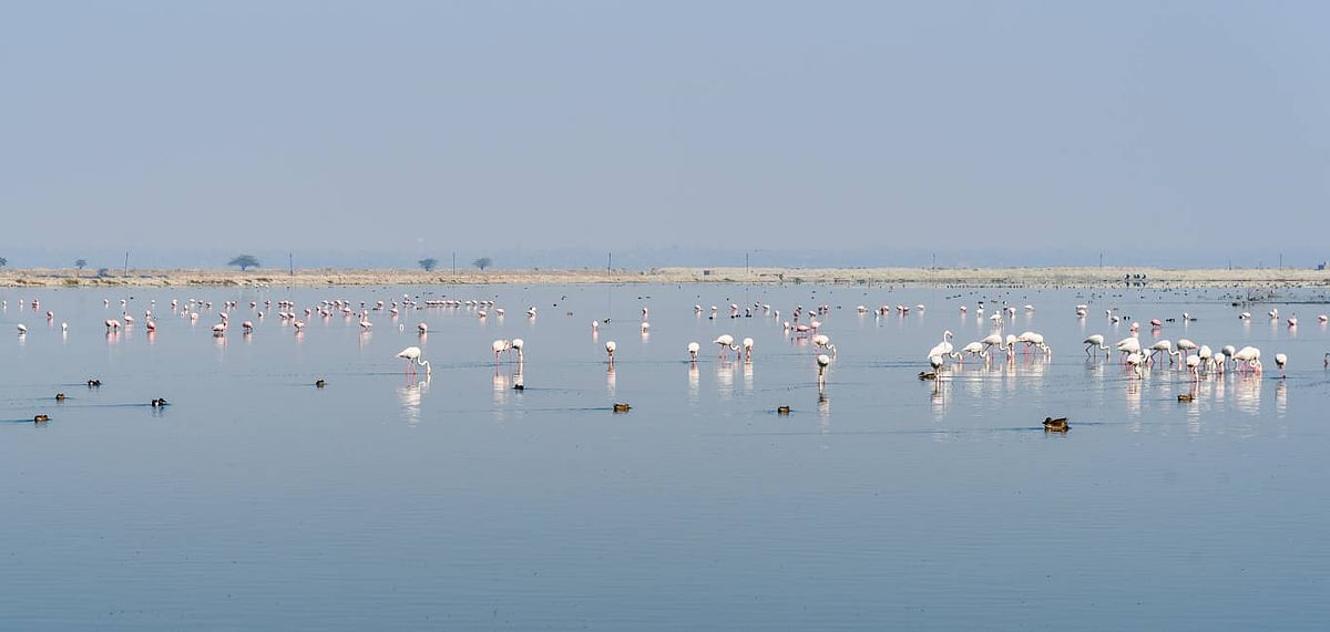The Sambhar Lake hosts a variety of migratory birds every season 