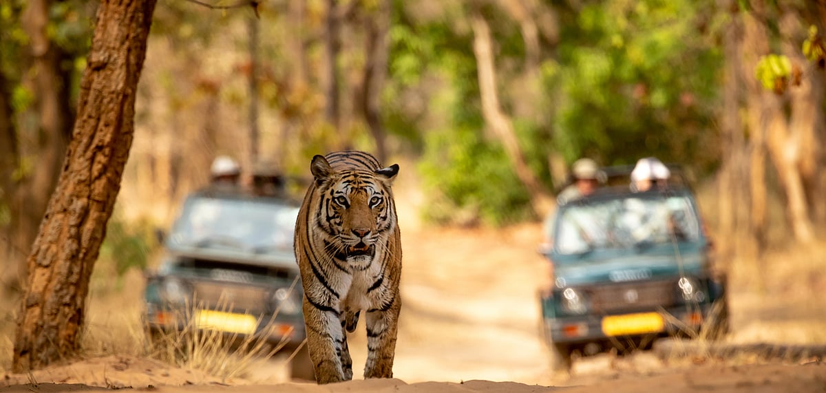 Only a responsible approach can save Indias wildlife reserves from ills of overtourism
