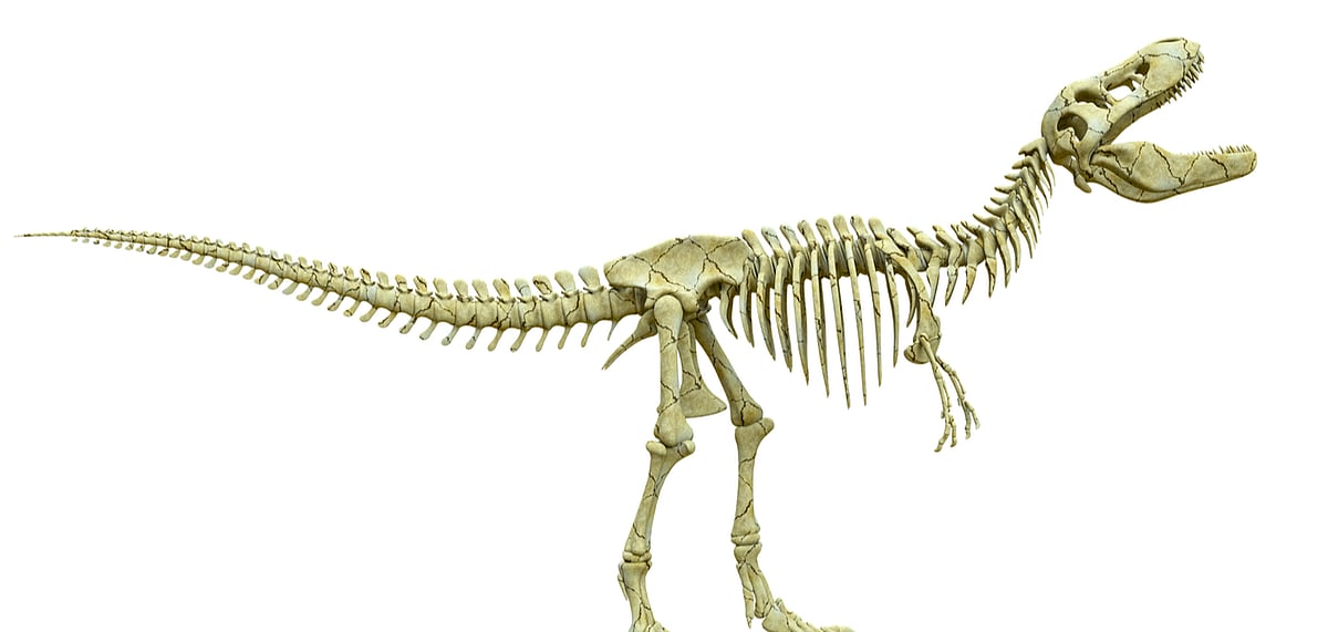 A fossil has been found in Canada for the first time in 50 years (Representative Image)