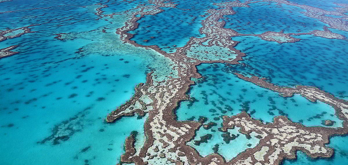 The newly discovered reef is 1,600 feet tall (representative image)