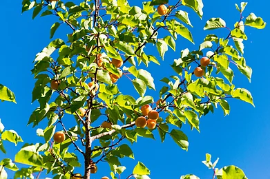 Apricot at Turtuk village in Ladakh