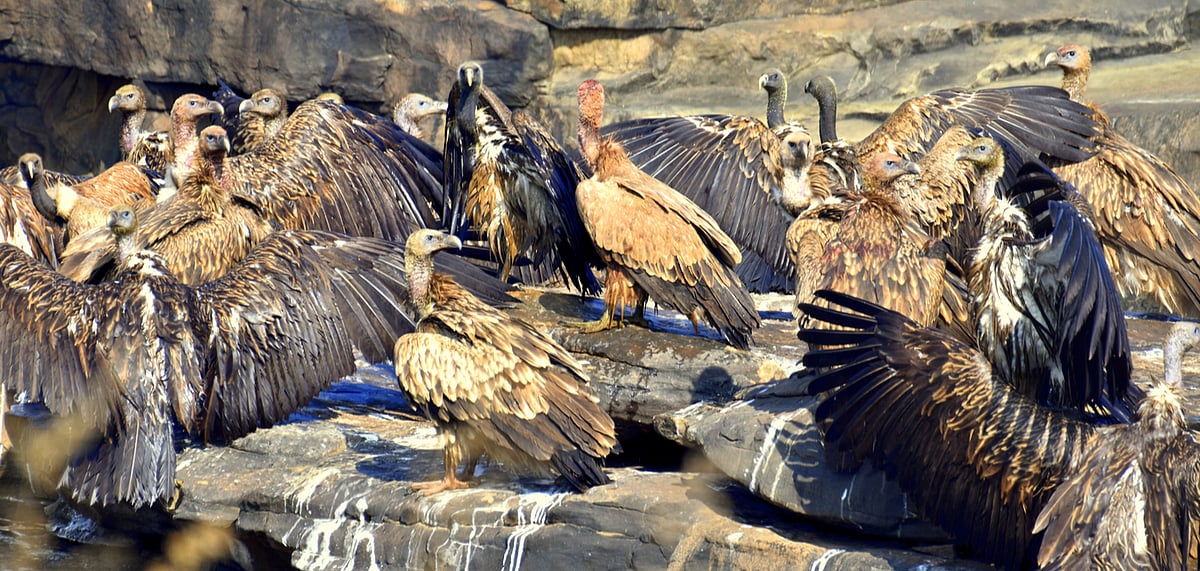 These restaurants serve as feeding stations for the vultures
