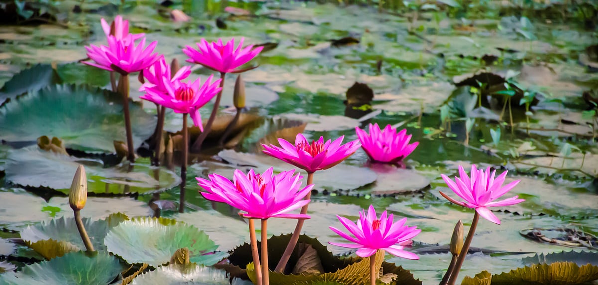 Representational Image Kerala is already home to some beautiful aquatic plants like water lilies 