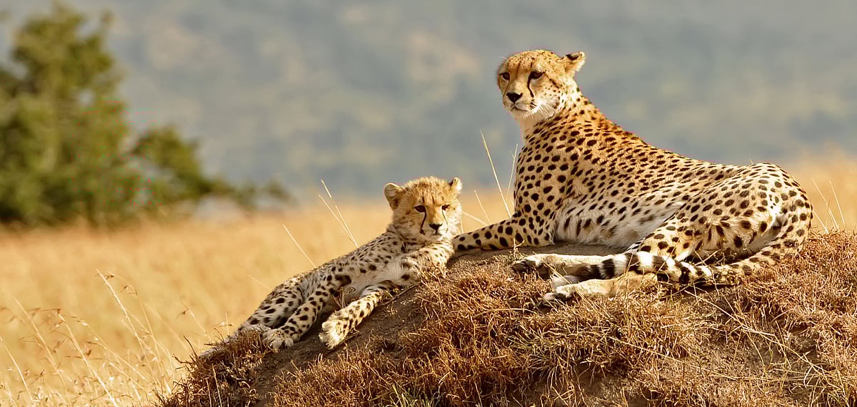 African cheetahs in Masai Mara