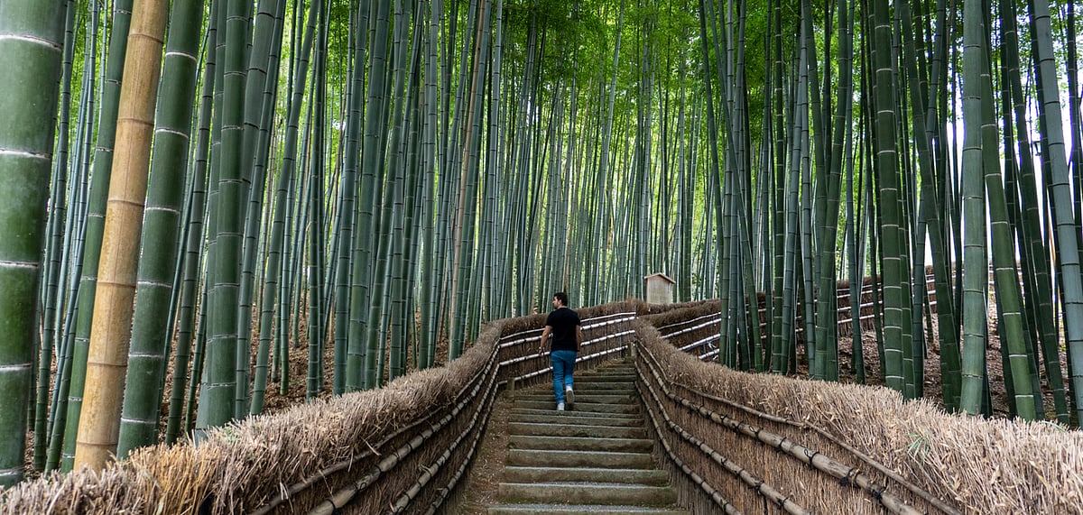 The centre is located in a forest surrounded by pine trees