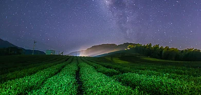 Representational Image Experts suggest that plucking tea leaves on a full moon night, we get one of the best orthodox teas
