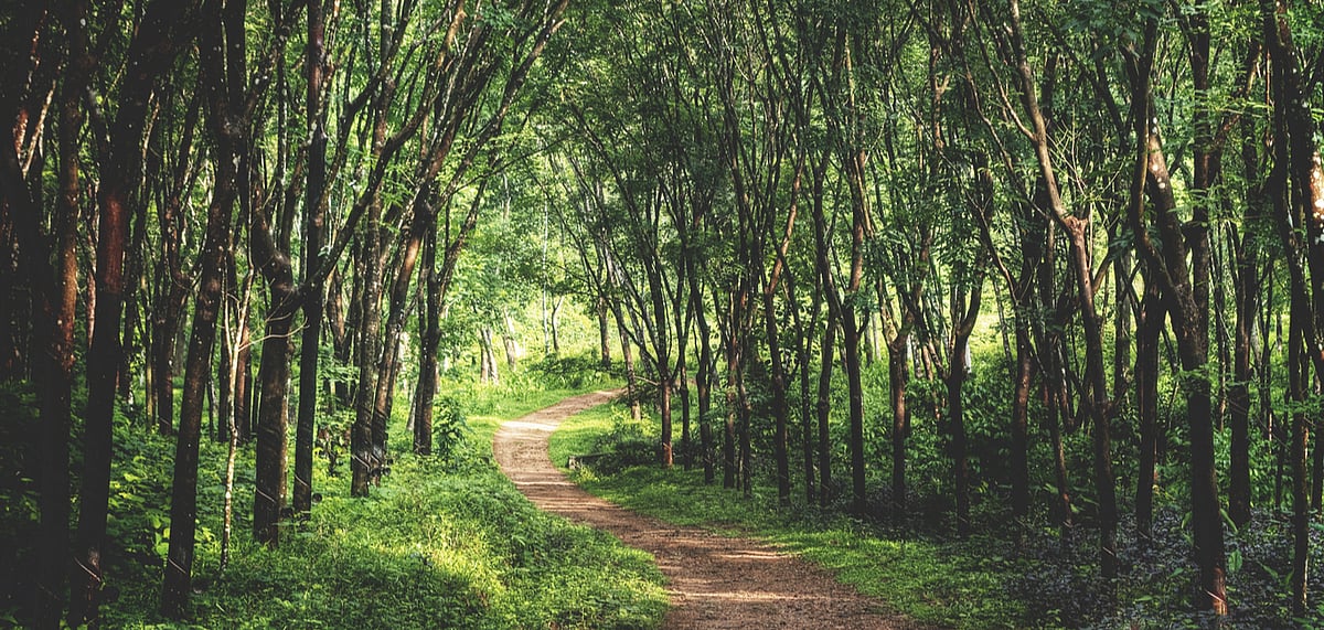 The objective of the model is to expand the green cover