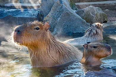 Capybaras enjoying a hot bath at Izu Shaboten Zoological Park, Japan