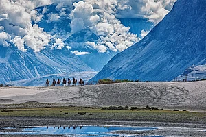 Tourists riding camels in Nubra valley, Ladakh. Photo Credit Shutterstock