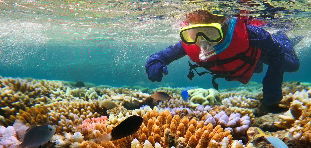 Explore the Great Barrier Reef from your couch, with a real-time effect