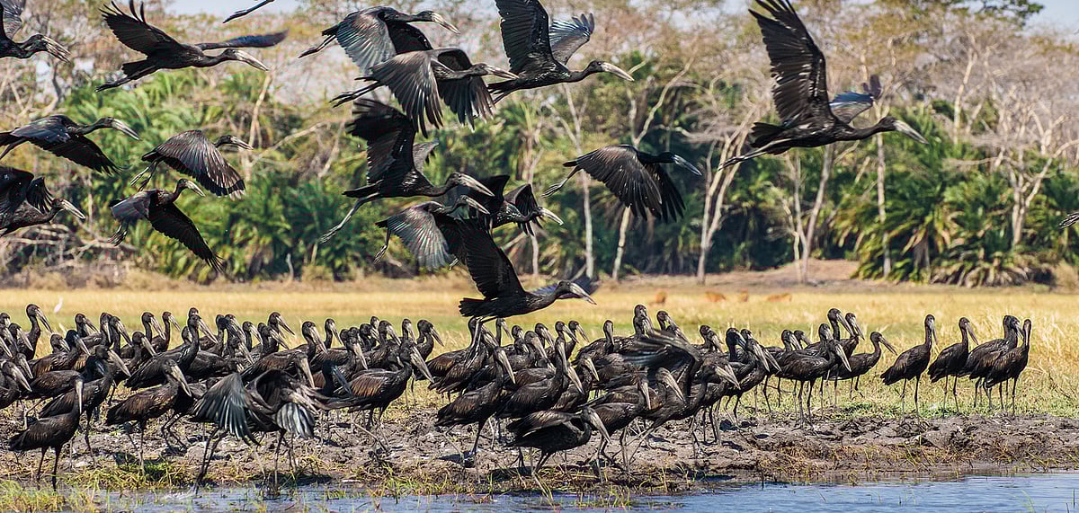 Open-billed storks are the most identified species in the park this year