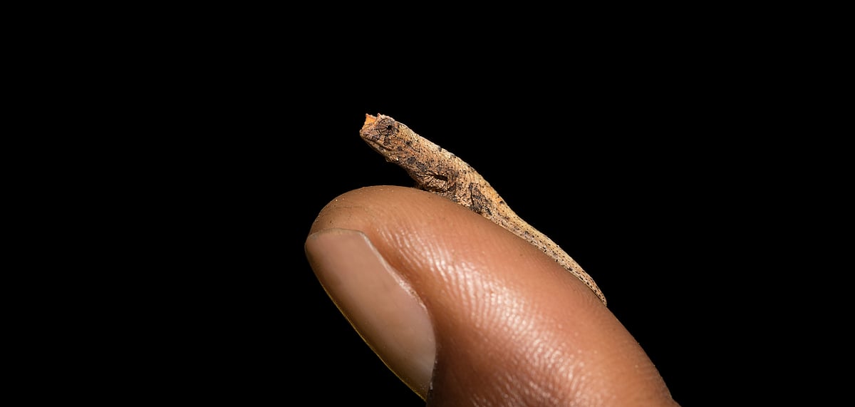 The smallest adult reptile in the world