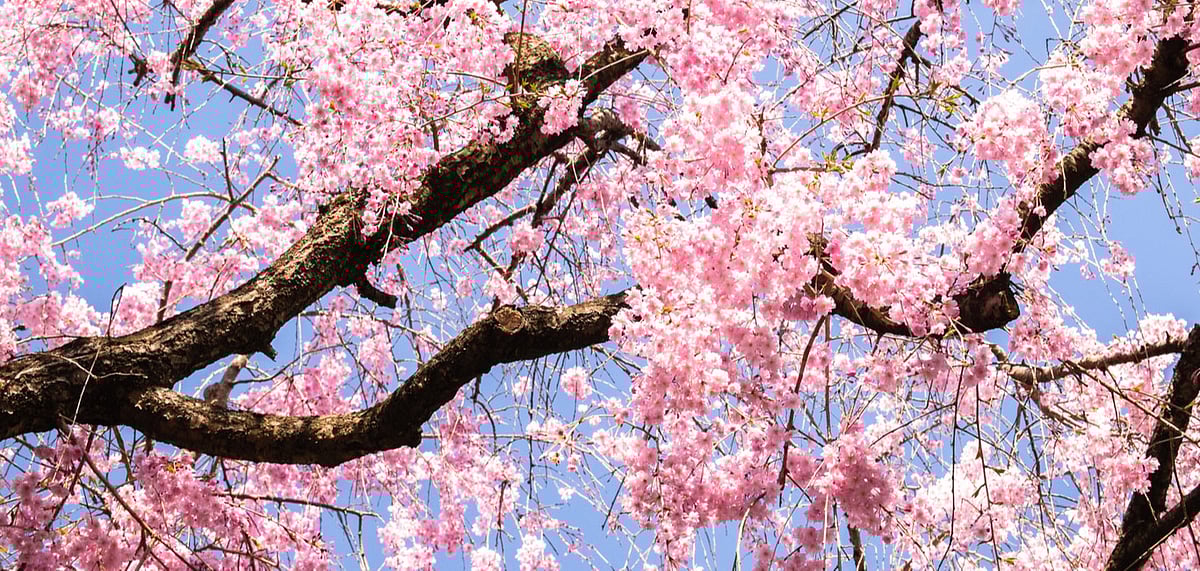 This spring, cherry blossoms have bloomed unusually early throughout Japan