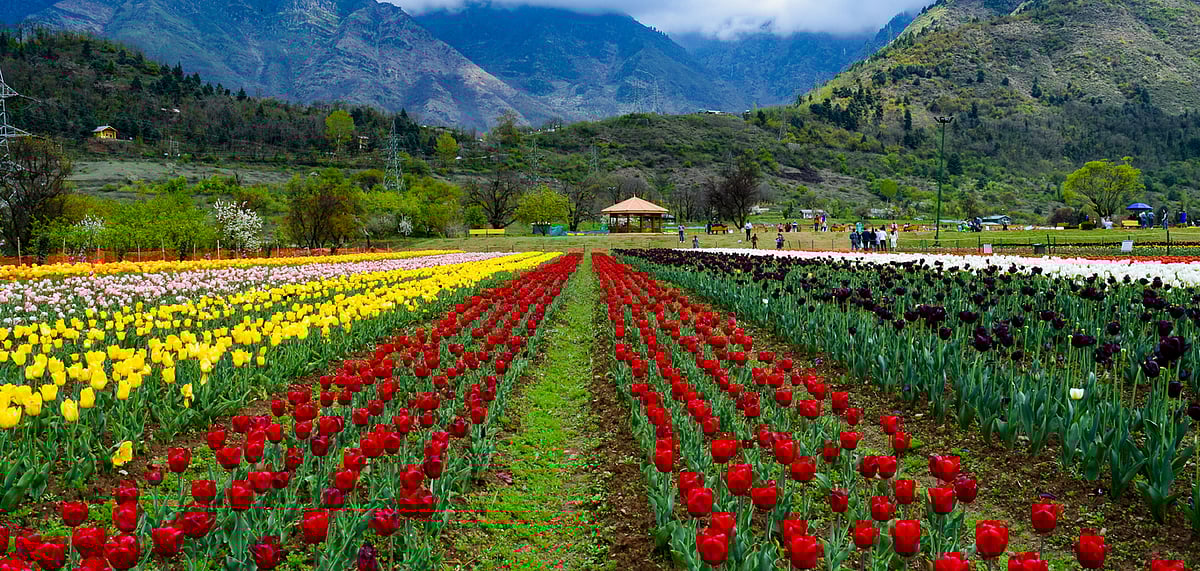Rows of tulips with the mountains in the distance
