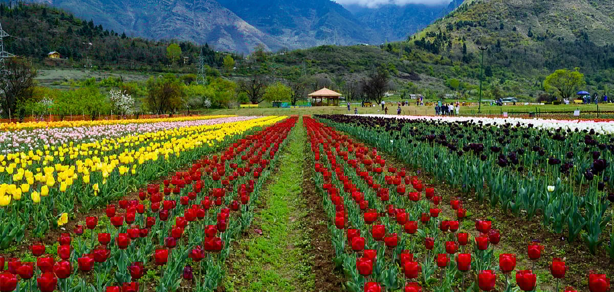The Tulip Garden in full bloom 