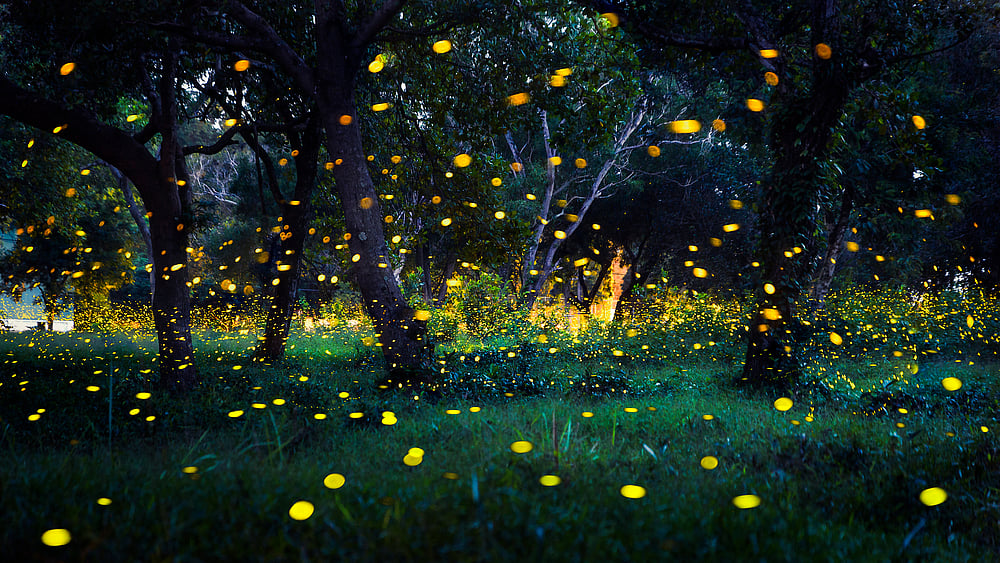 Fireflies flying in the forest. Photo Credit Shutterstock