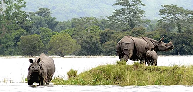 One horned rhinos take shelter on highland during flood at Kaziranga National Park