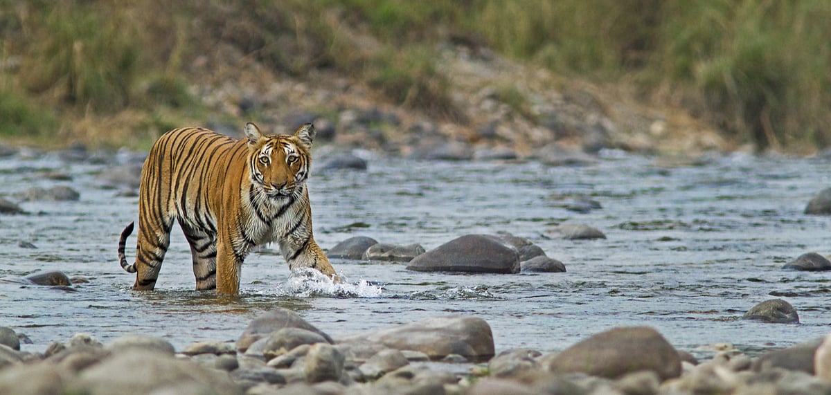 Five zones in Corbett Tiger Reserve open for day visits
