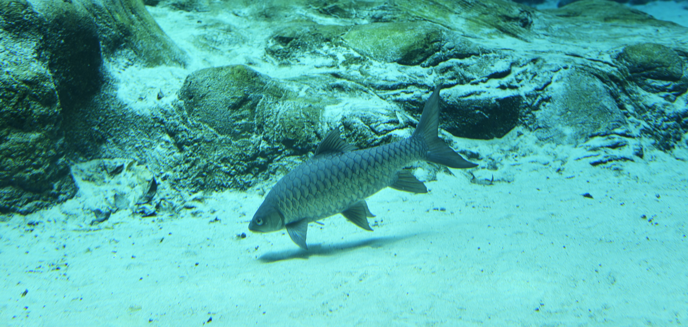 Indian Golden Mahseer, Tor putitora. The newly discovered species have a strong resemblance to the golden mahseer.