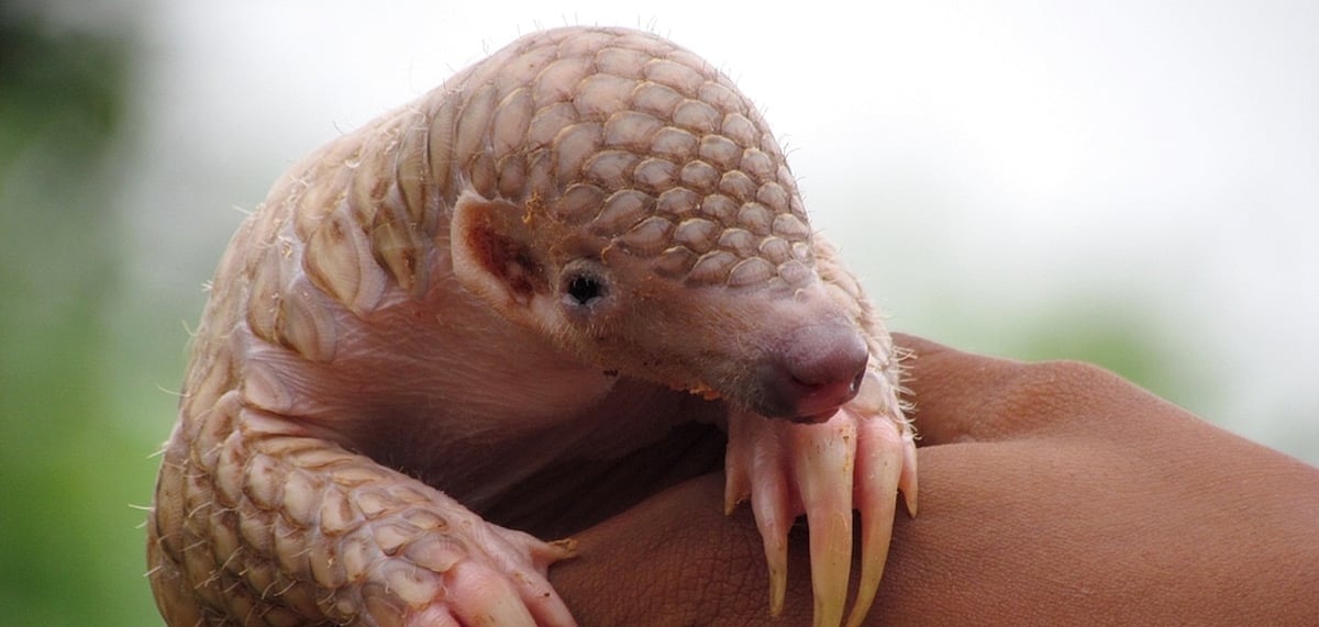 A baby Indian pangolin