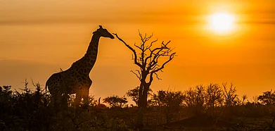 South Africas beautiful wildlife is yet another reason to visit