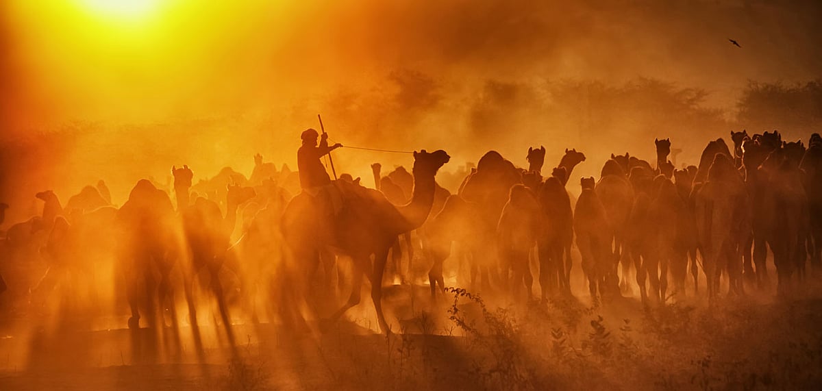 Pushkar Camel Fair is all set to start later this month