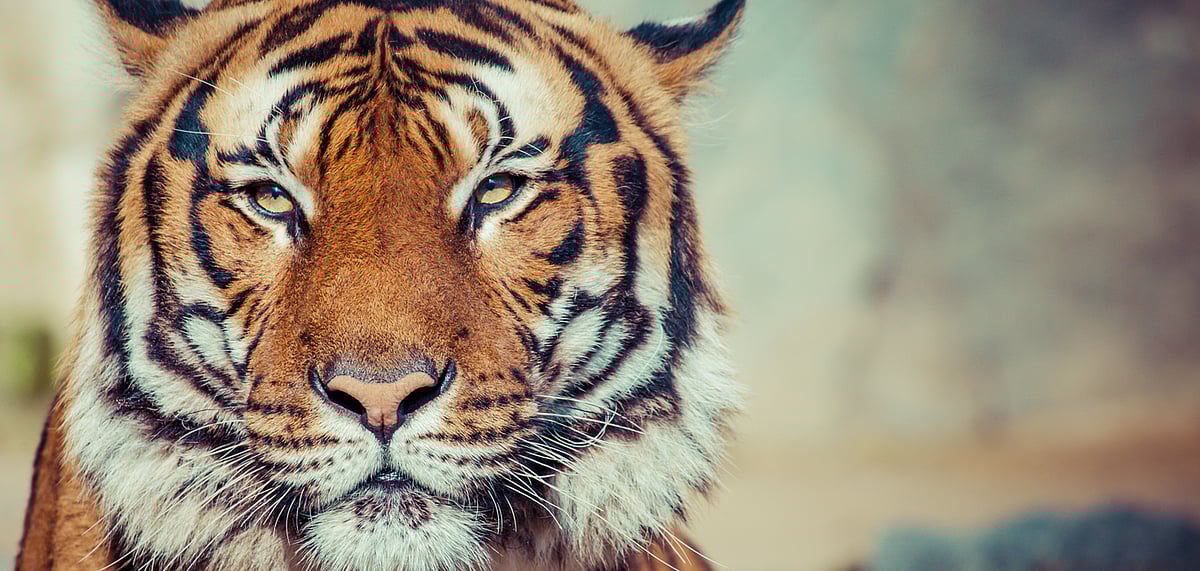 Unravel the secrets of tigers curated by expert naturalists 