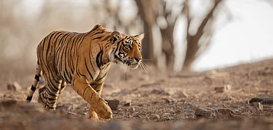 Tigress on the prowl