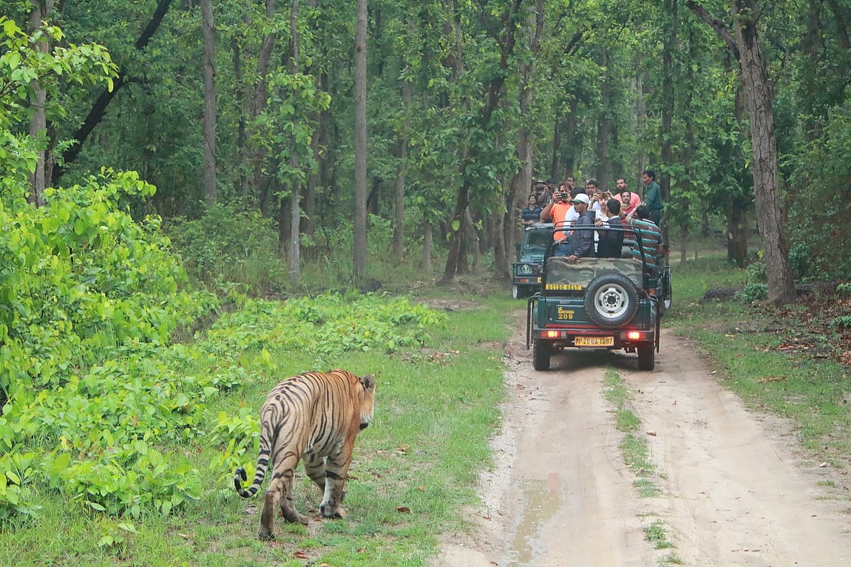 Kanha and a few other national parks of Madhya Pradesh to open from June 15
