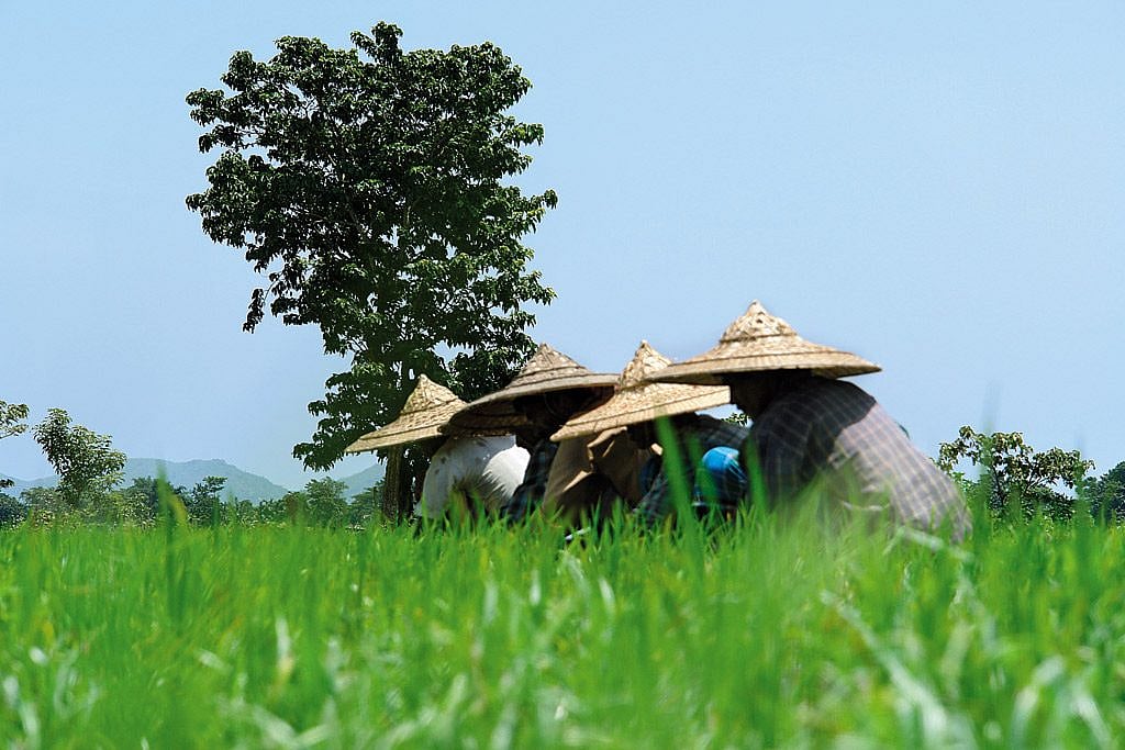 Peasants working on paddy fields
