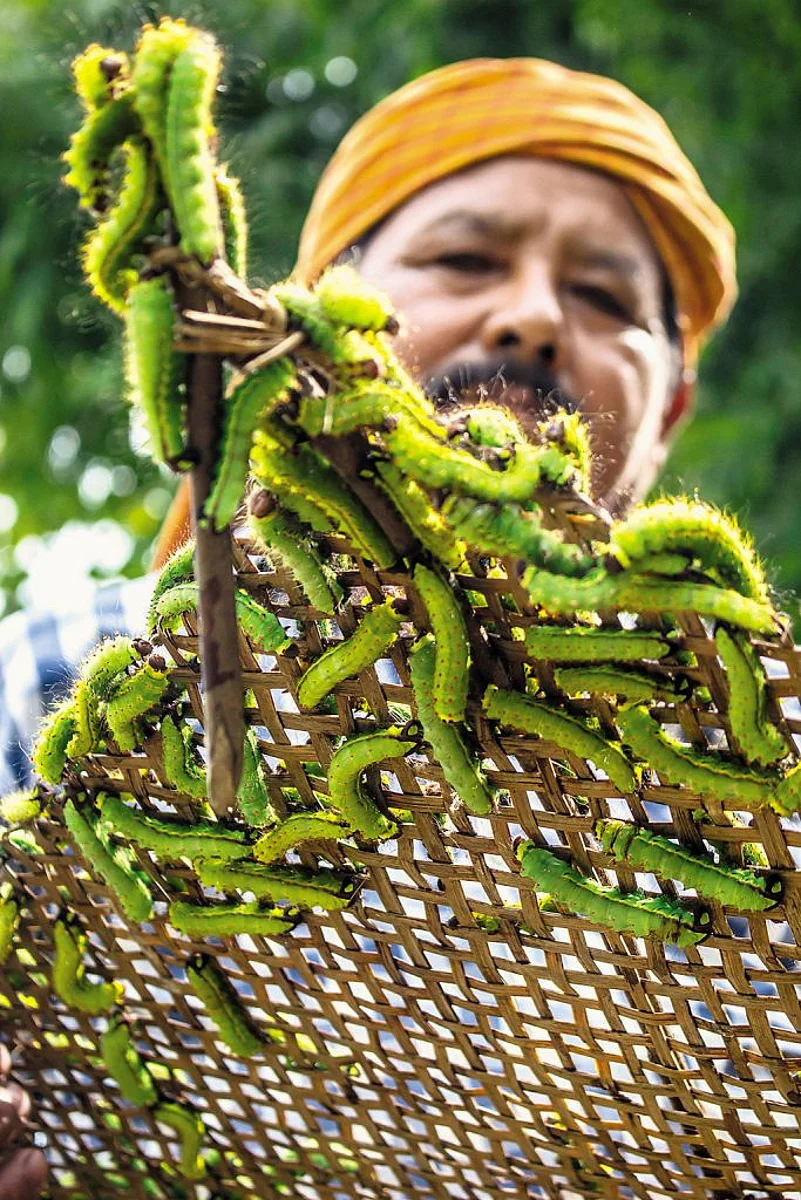 Silk worms at the Vastra Udyaan, which showcases the life at Sualkuchi