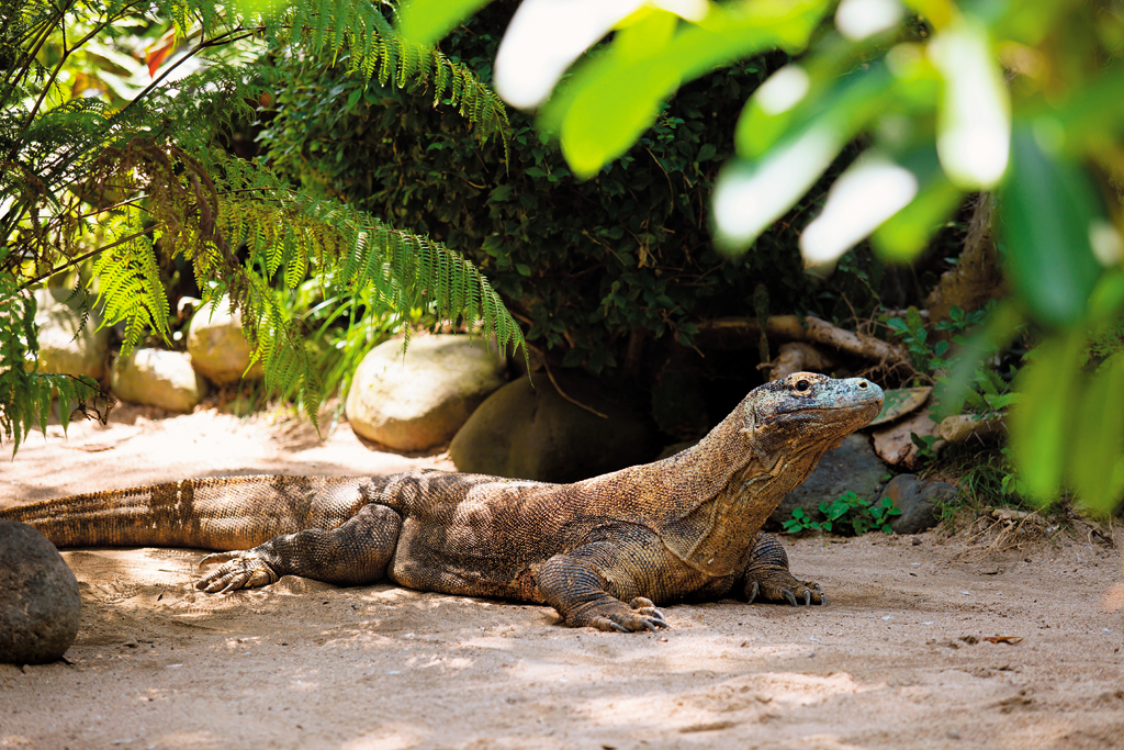 A Komodo dragon lording it in Flores