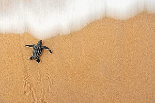 Flickr : A leatherback turtle hatchling crawls to the sea (representational photo)