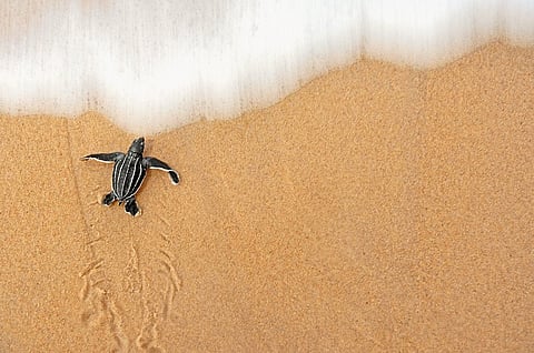 A leatherback turtle hatchling crawls to the sea in Matura