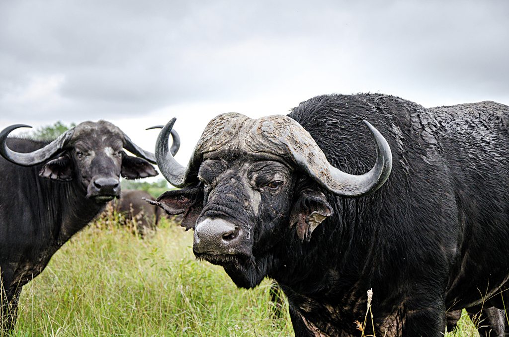 Wild buffaloes in the savannah