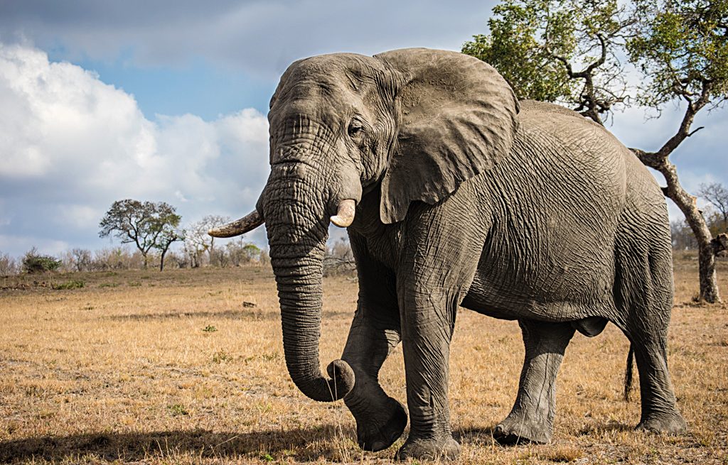 The majestic African elephant